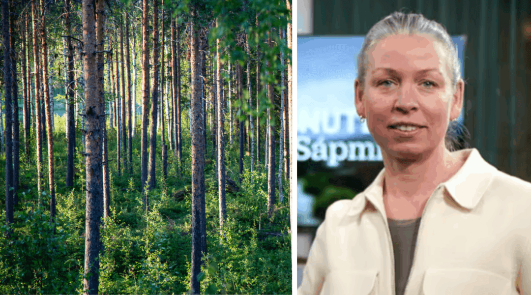 Intern storm på SVT efter Fokus avslöjande