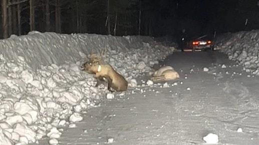 Körde på och skar halsen av tre renar – ung man får fängelse