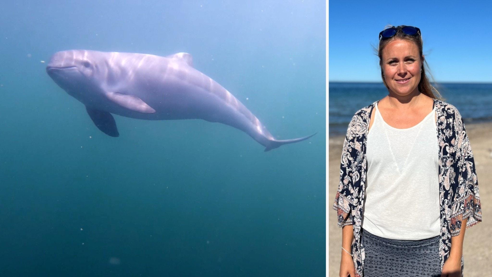 Sveriges enda val rödlistad – minskar dramatiskt