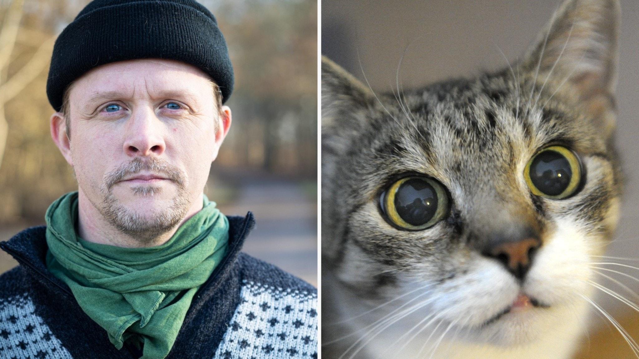 Biologen vill stoppa utekatter: ”Hör inte hemma i naturen”