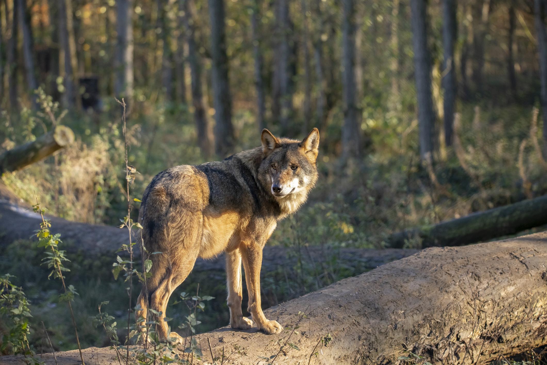 Två hästar dödade av varg